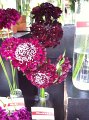 Scabiosa japonica Black Knigh